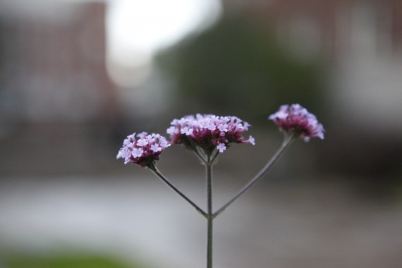 Blomst. Kim Erlandsen Creative Commons. (ISO 2500, 1/640 sec at f/2.8, 70mm)