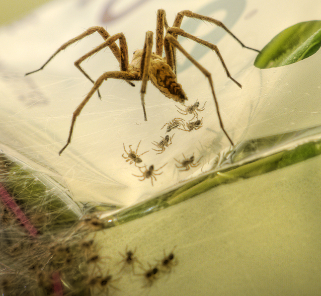 En edderkopp med en strøm nyfødte miniedderkopper bak seg i nettet