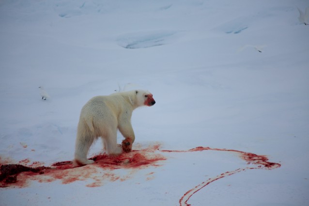 En isbjørn vandrer bort fra et blodig selkadaver