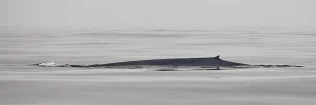 "Blue Whale (Balaenoptera musculus) 85' in length (est.) Feeding on Krill off Morro Bay, CA 12 July 2010" av Mike Baird på Flickr CC-BY