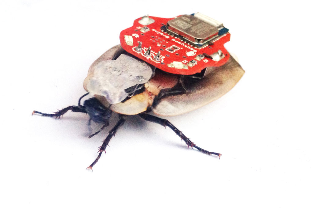 En kakerlakk med ferdig montert RoboRoach-pakke. Foto: Backyard Brains