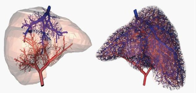 Modell av 3D-printede blodårer