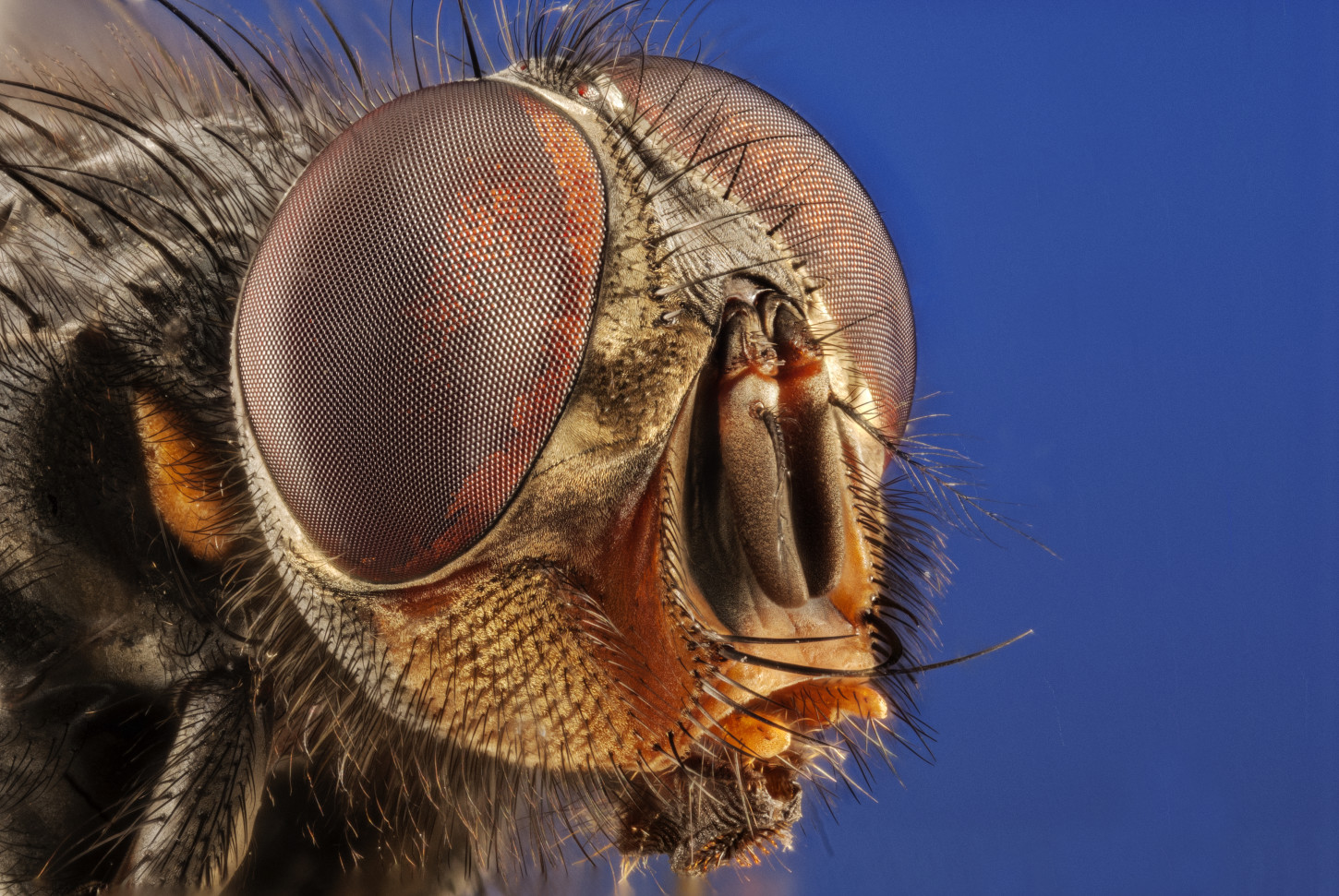 Bildet av hodet til en flue