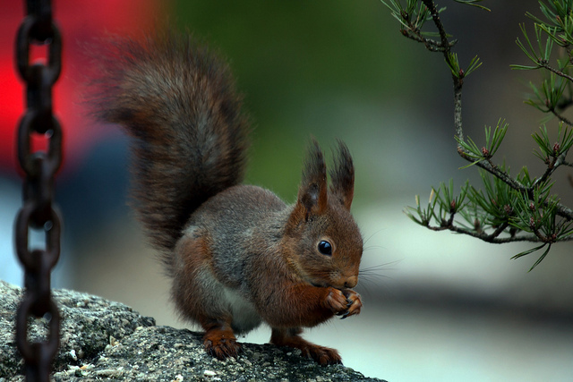 Ekorn : Eurasian red squirrel av Marius Konrad Eriksen på Flickr CC BY NC ND