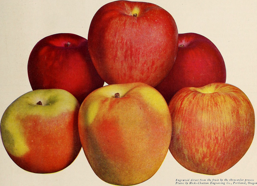 Image from page 310 of Better fruit fra Internet Archive Book Archives på Flickr – No Known Copyright