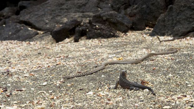 Videoen av Iguanaen som rømmer fra en flokk slanger ble svært populær Foto: BBC