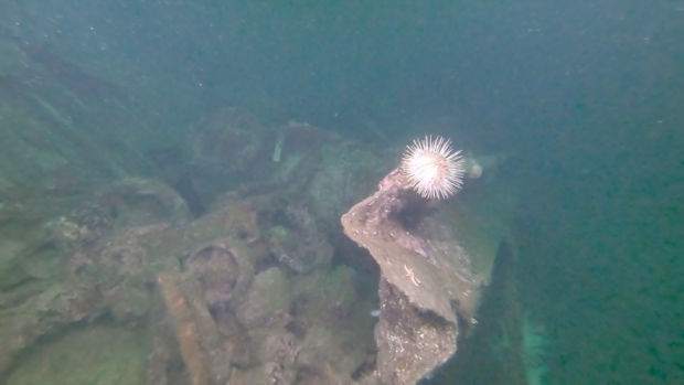 En kråkebolle står på et rustent vrak av en stållekter på havets bunn.
