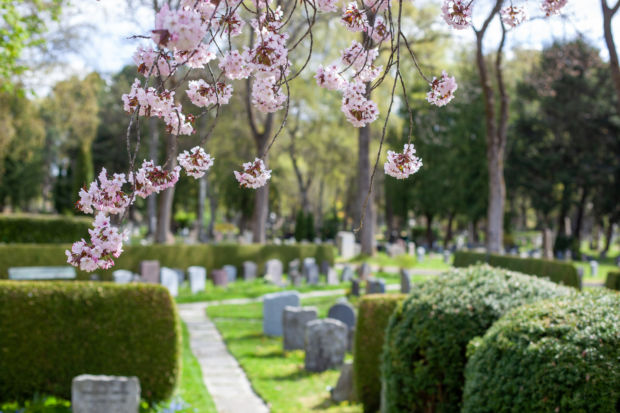 Kirkegård med vårblomster